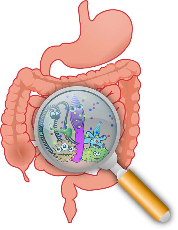 Darm-Mikrobiom-gesunde-Ernaehrung